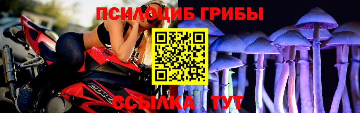 Галлюциногенные грибы Psilocybe Грозный